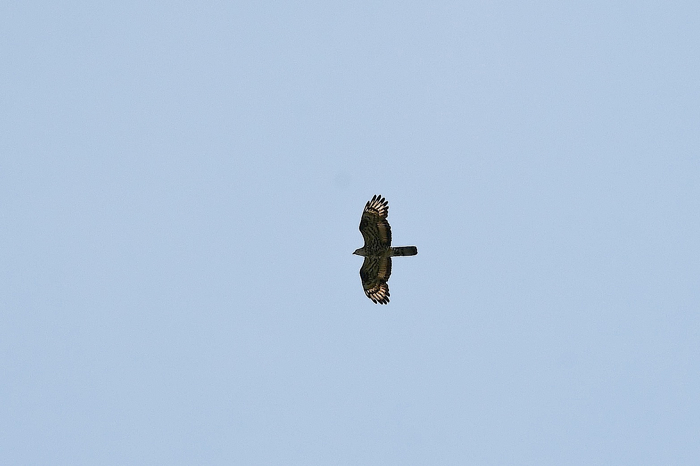 POIANA ? [ Falco pecchiaiolo ]